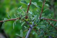 Rhamnus catharticus